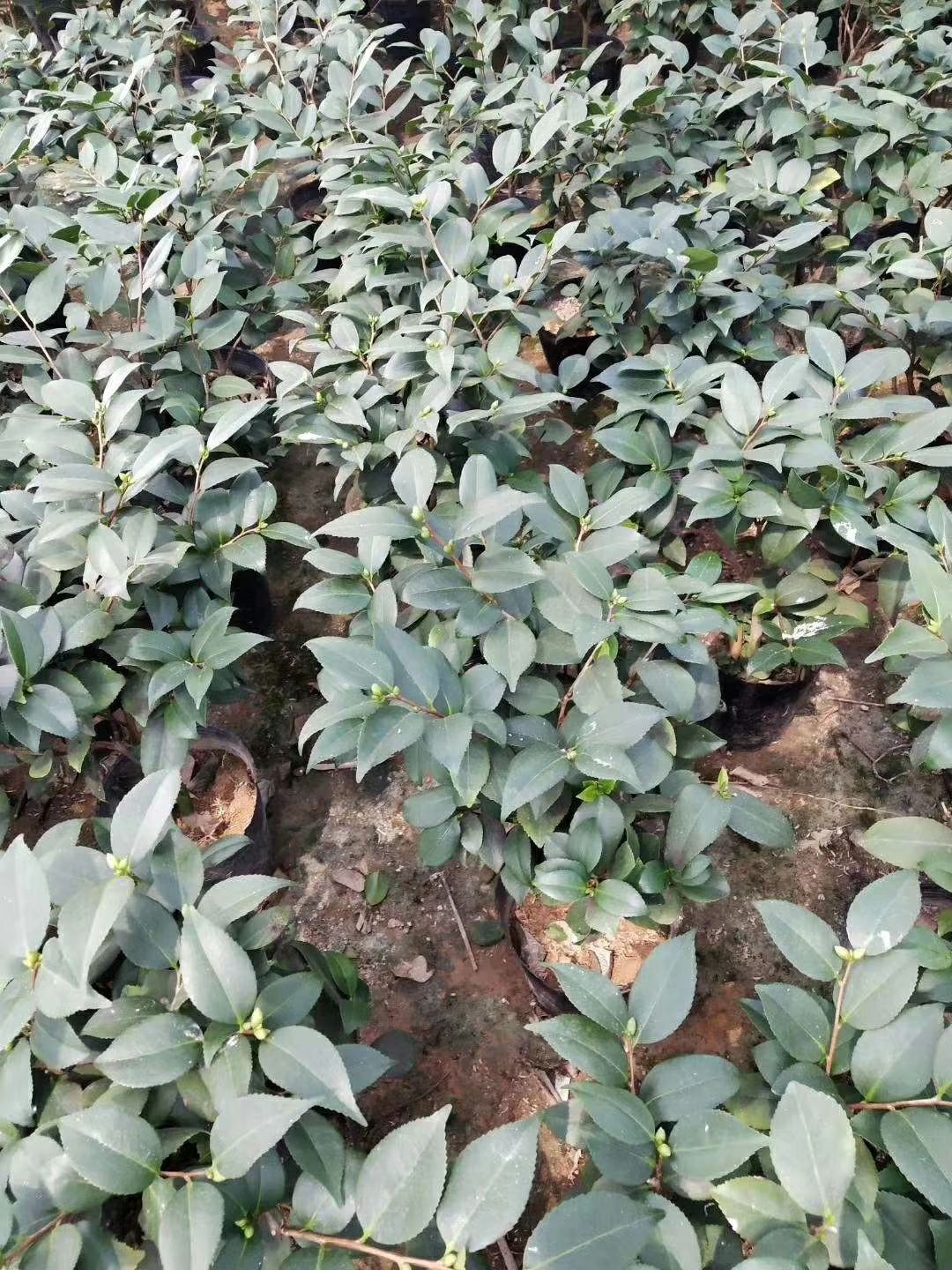  18杯香茶花带花苞 香妃茶花 基地直销批发量大优惠