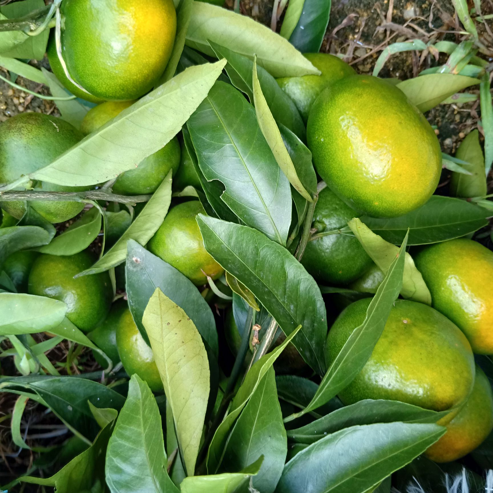 蜜柑 早密橘，大量供应，酸甜可口