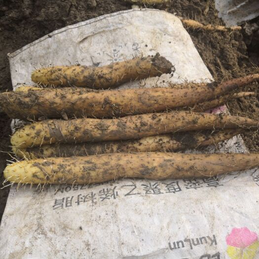 寿光市 新出白玉山药 直供 量大 可出口包装 去皮