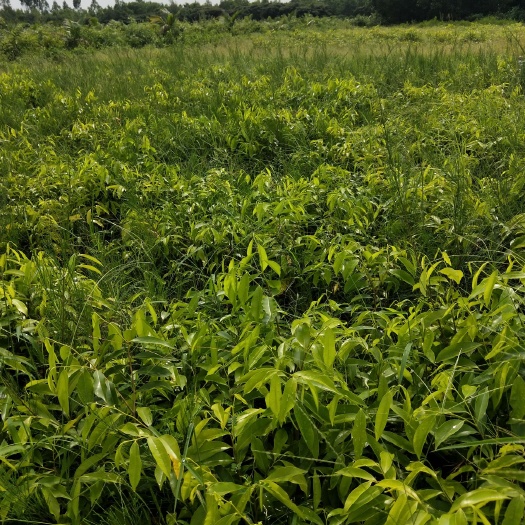文昌市沉香苗 海南沉香树苗