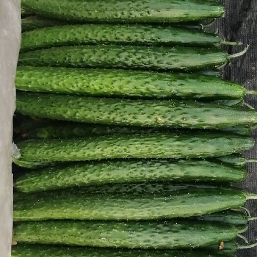 沂南县小黄瓜 25~35cm
