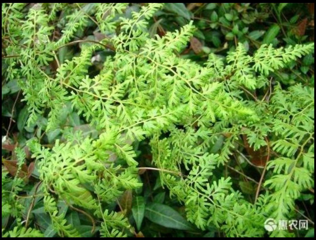 海金沙，粉状物干净无杂，品质纯正，产地直供一手货源