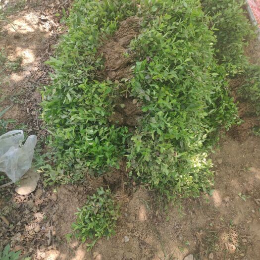 泰安 扶芳藤 藤蔓植被