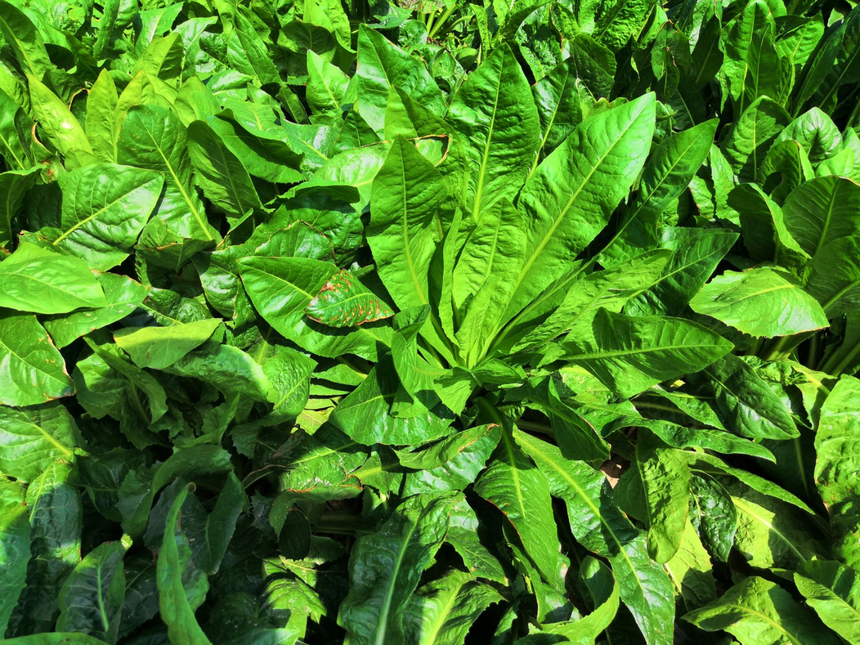  甘肃省张掖市民乐县菊苣种植基地