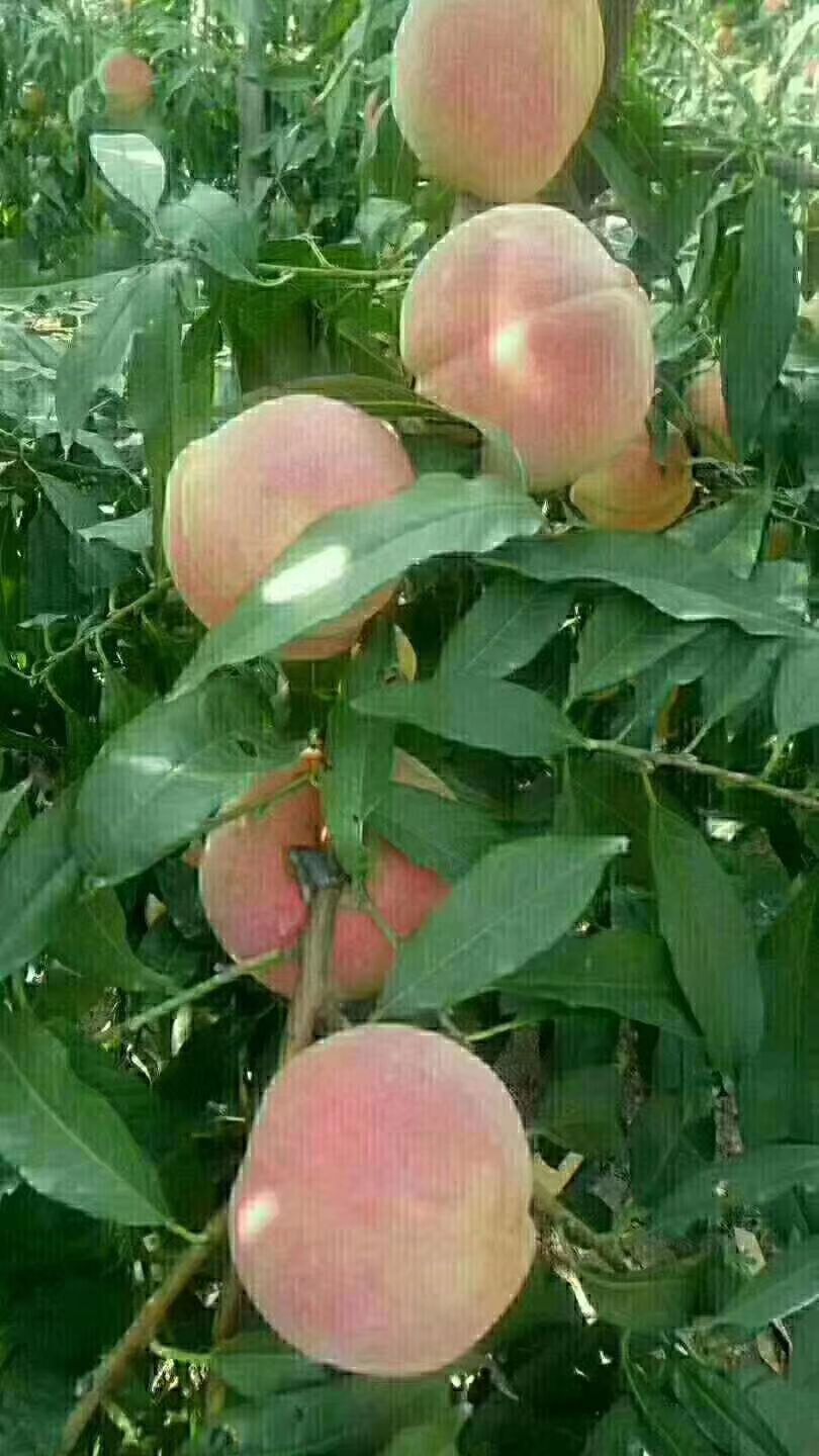 秋彤桃 45mm以上 3 - 4两