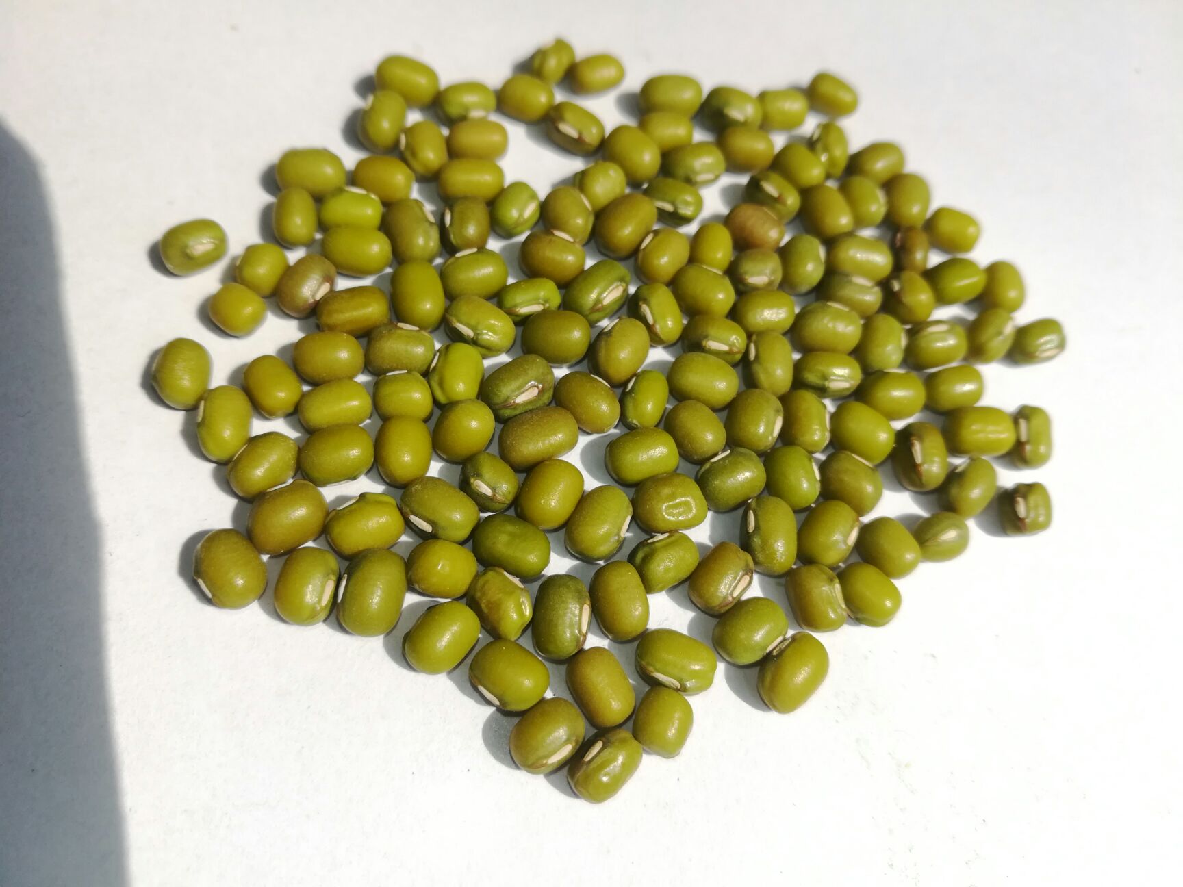 杂绿豆  绿豆  东北绿豆  绿豆25年新货农家绿豆一级颗粒