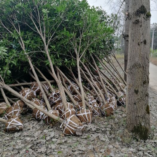 咸宁 产地货源  桂花树直卖 直径2-50公分金桂四季桂批发