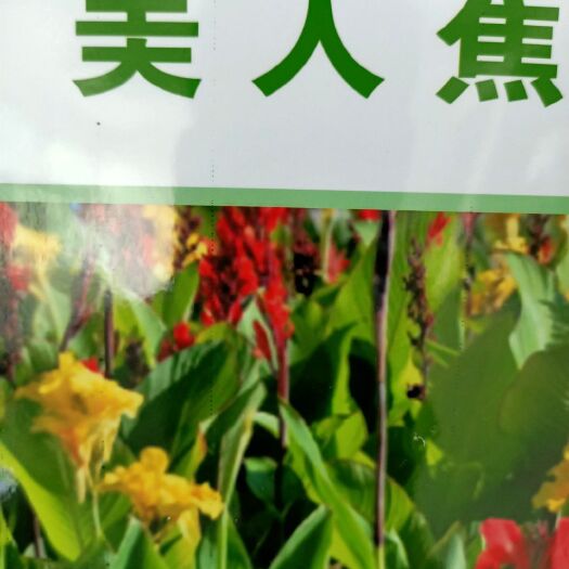 沭阳县 美人蕉