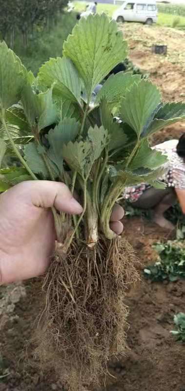 平度市红颜草莓苗 好苗不等人