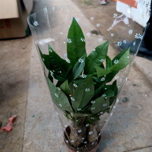 沭阳县 发财树