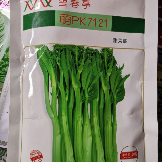 河池甜菜心种子  多枝多芽迟熟甜菜心