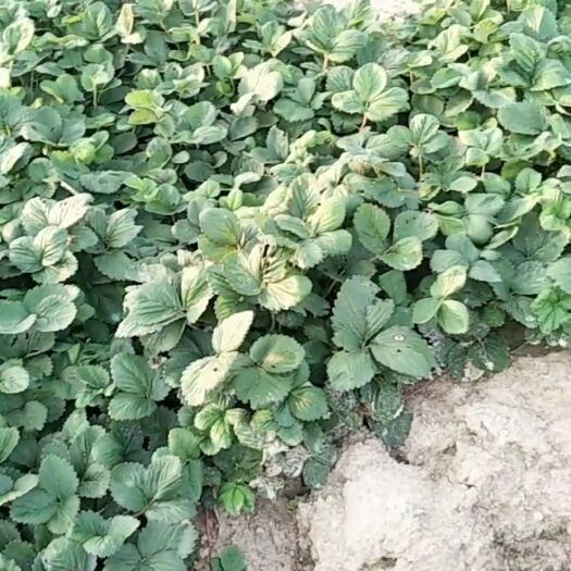 东海县99号草莓苗 10~20公分 地栽苗