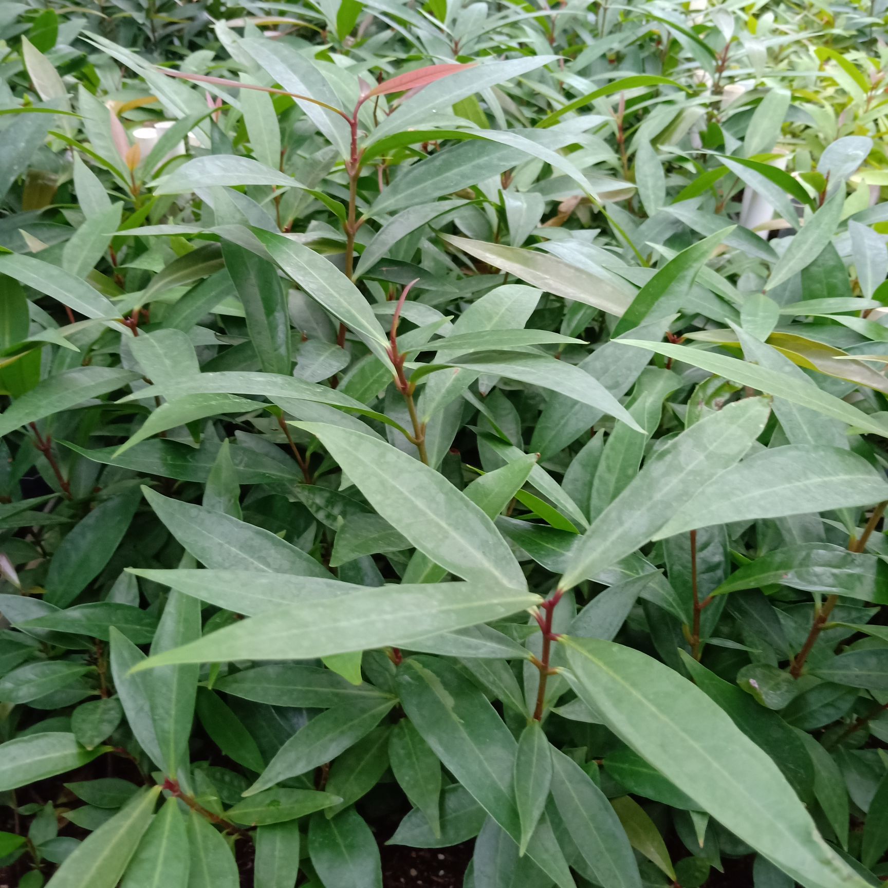  水蒲桃苗 10公分左右高 盆栽花卉室内绿化苗木