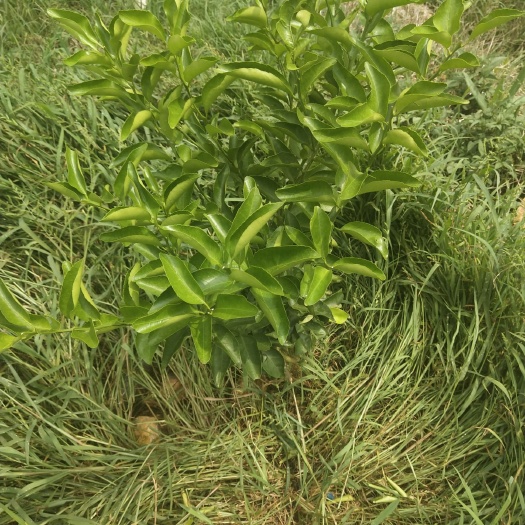 巴马县果园 果场