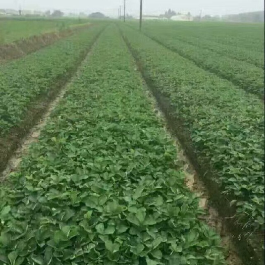 泰安 红颜草莓苗，批发草莓苗价格