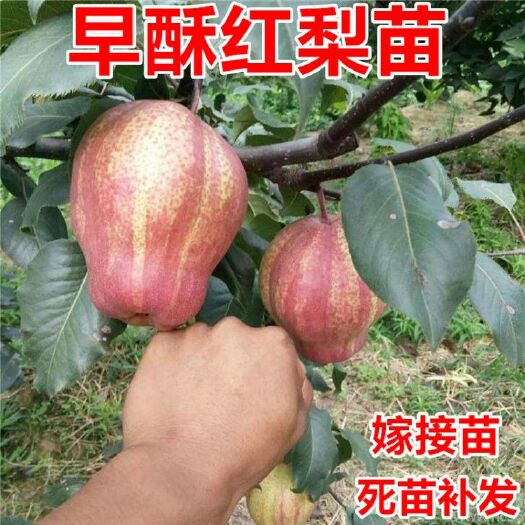 平邑县 早酥红梨树苗，嫁接梨树苗现挖发货根系发达，成活率高量大签合同