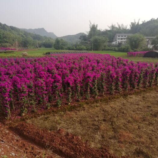 宜宾 专业三角梅批发种植长期三角梅报价咨询规格齐全价格实惠，