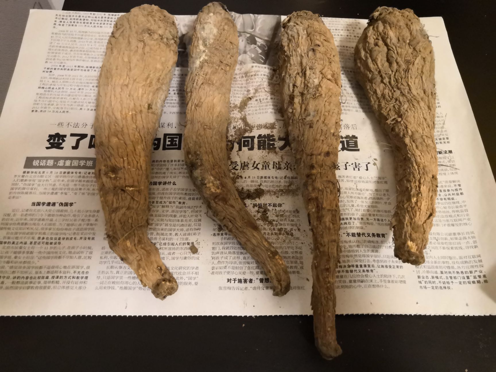  甘肃省张掖市民乐县菊苣种植基地