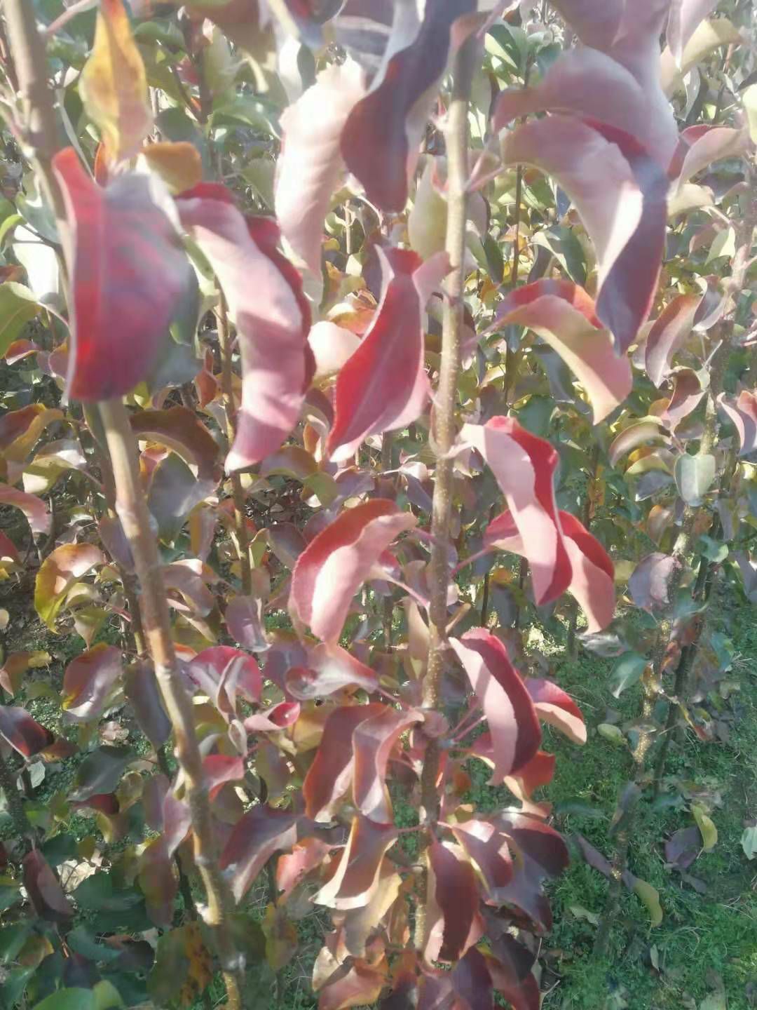 梨树苗 梨树树苗，品种齐全现挖发货，根系发达，成活率高，量大签合同