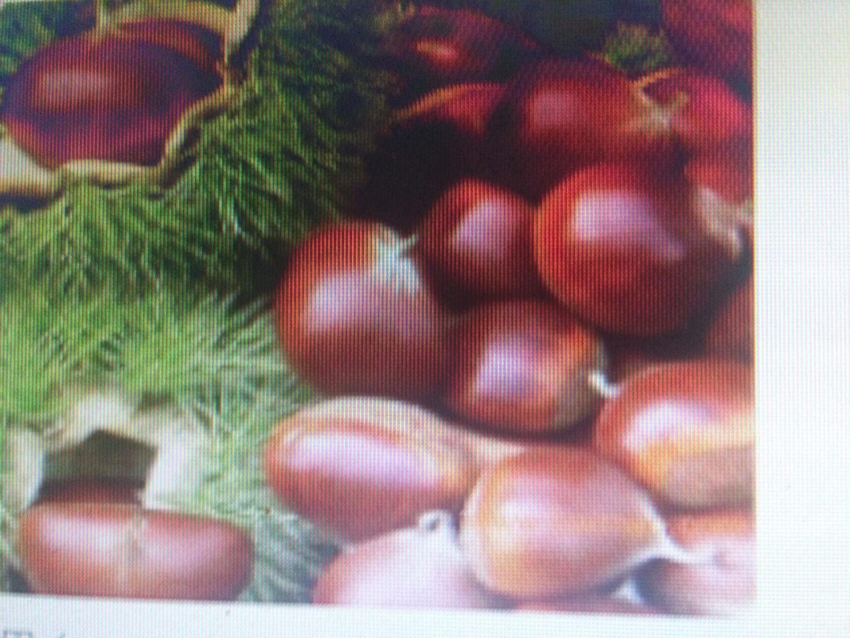  大别山深处天然板栗