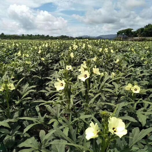  高峰的天池  离蓝天白云很近的地方种出无公害的秋葵