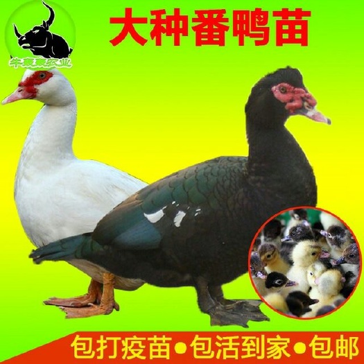 南宁 大种白，黑番鸭苗