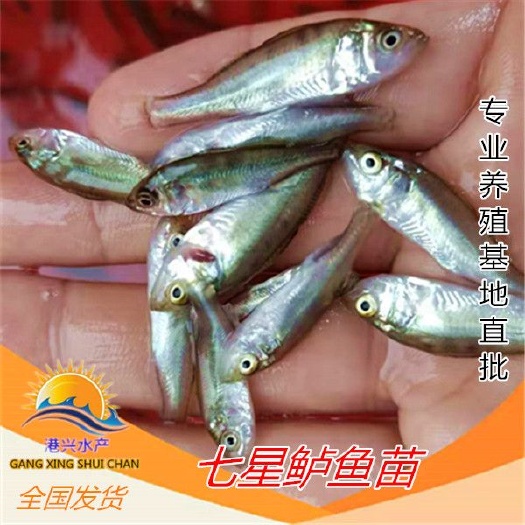 海宁市海鲈鱼苗七星鲈鱼苗海鲈港兴水产批发