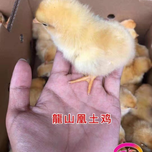 广州 龍山凰土鸡苗