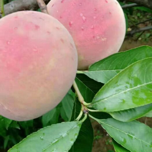 平山县 蜜桃成熟时