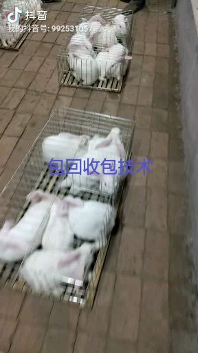 嘉祥县黑兔 品种齐全量大优惠现货批发各种种兔