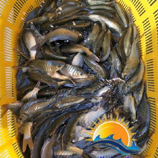 清远广东优质草鱼苗 活跃健康新鲜活水发货 支持物流方式 提供技术