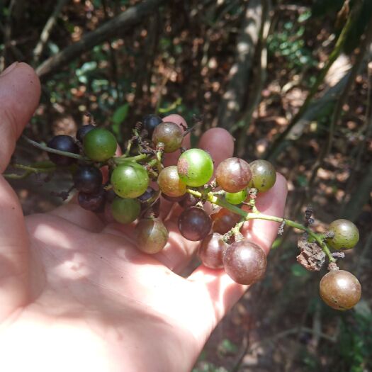 鹿寨县山野葡萄苗