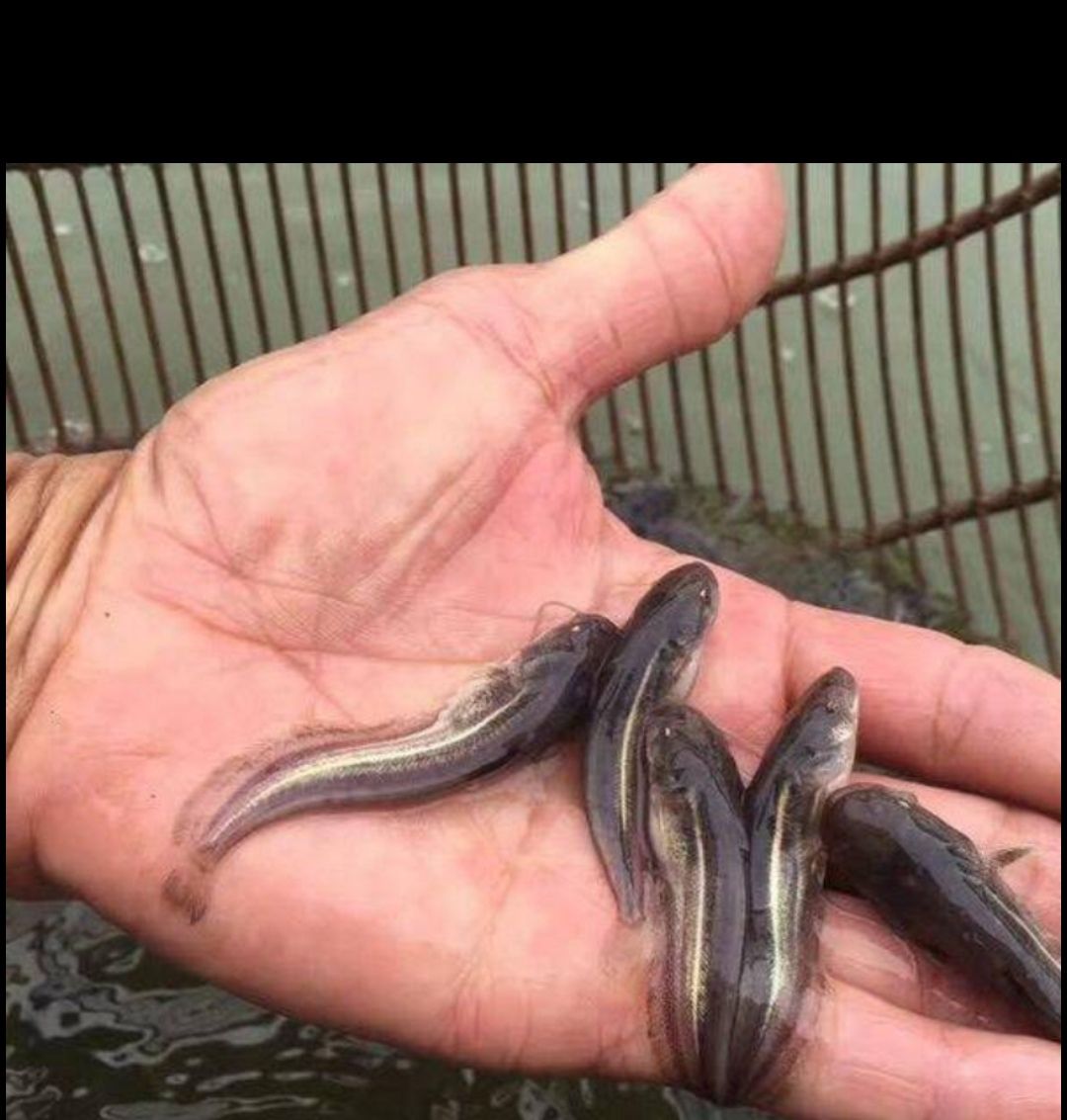 大口鯰魚苗