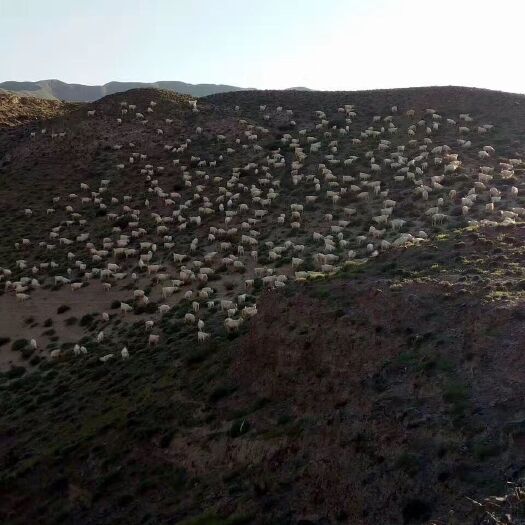 景泰县 常年出售活山羊