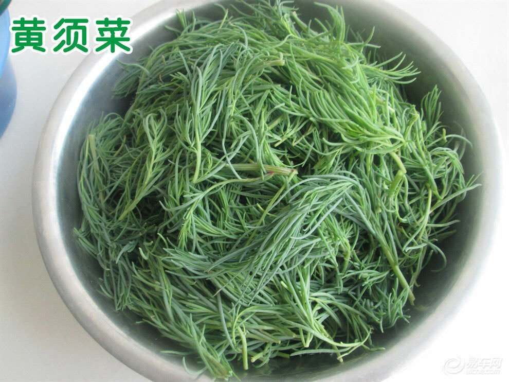 沧州碱蓬草 速冻黄须菜，美味中的美味，让你没齿难忘。全国常年供货。