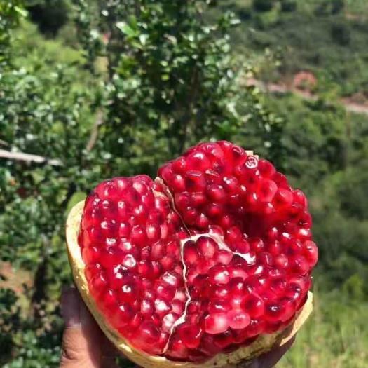 永胜县 突尼斯软籽石榴