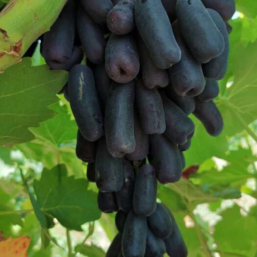 西安蓝宝石葡萄苗 甜蜜蓝宝石葡萄1-2年苗
