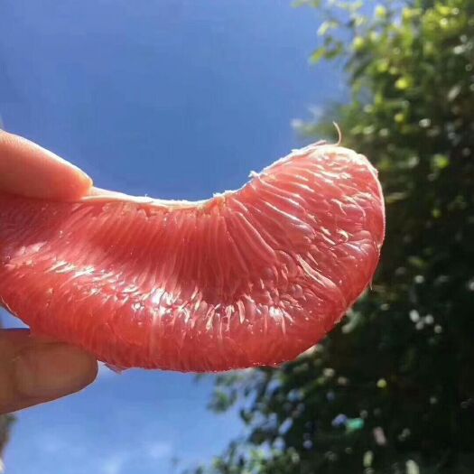 平和县平和官溪红心柚，红心柚