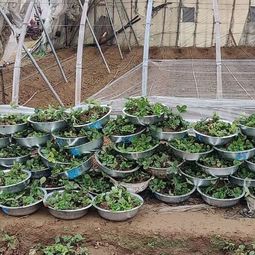 济南甜宝草莓苗 假植苗章姬、甜宝、奶莓苗