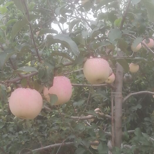 扶风县响富苹果 富士，脆甜，皮薄，