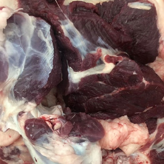 东乌旗 散养 羊肉  好羊肉