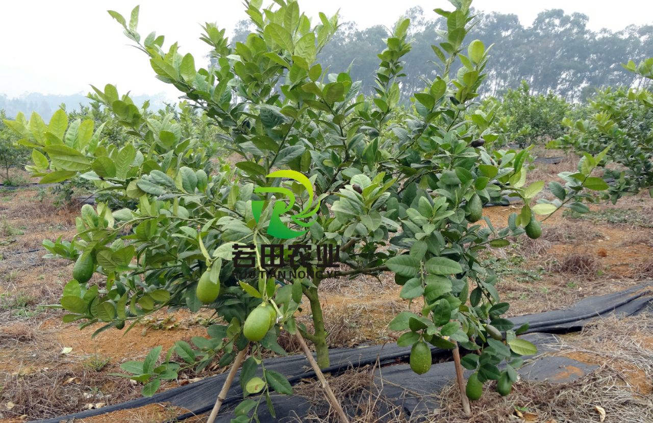 四季香水柠檬苗