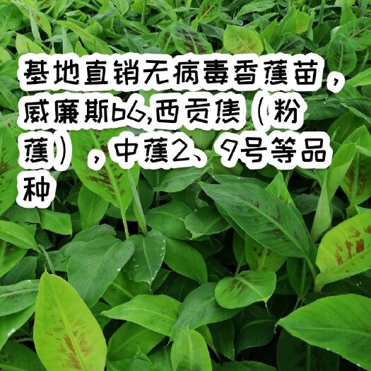  基地热销香蕉苗威廉斯蕉西贡焦（粉蕉）中蕉2、9号