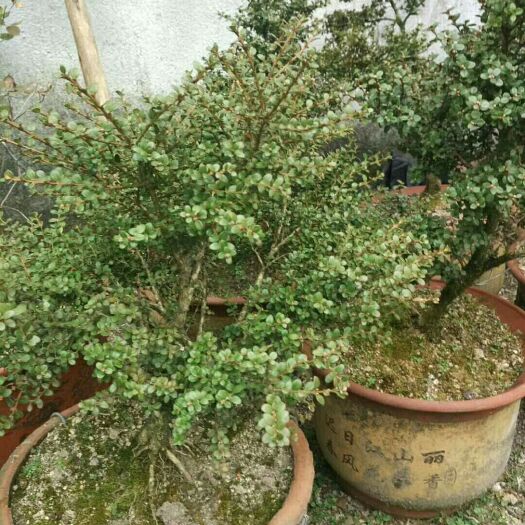 舒城县 珍珠黄杨