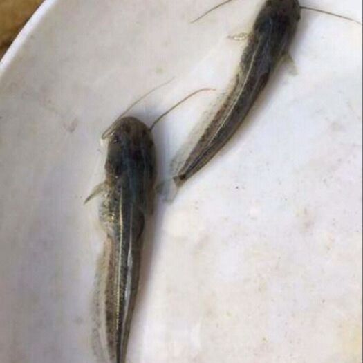 开平市大口鲶鱼苗