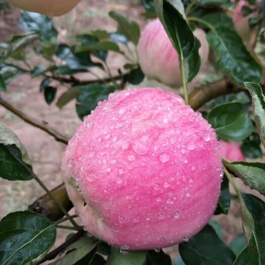秦安县 天水早熟苹果，世界一刚上市无污染天然绿色食品，想吃的联系