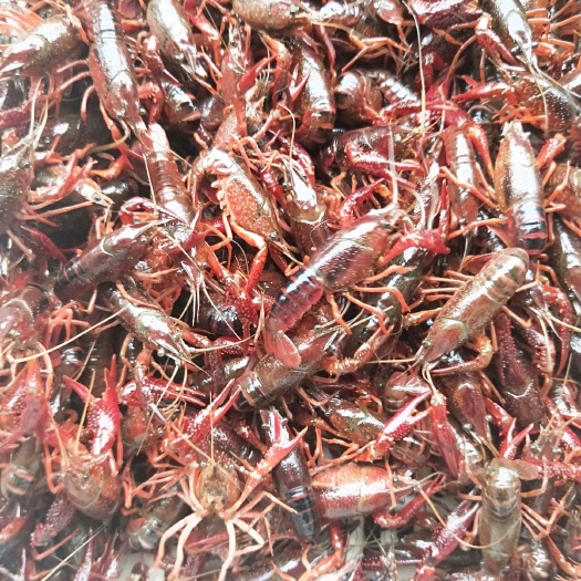 监利市 虾种，虾苗