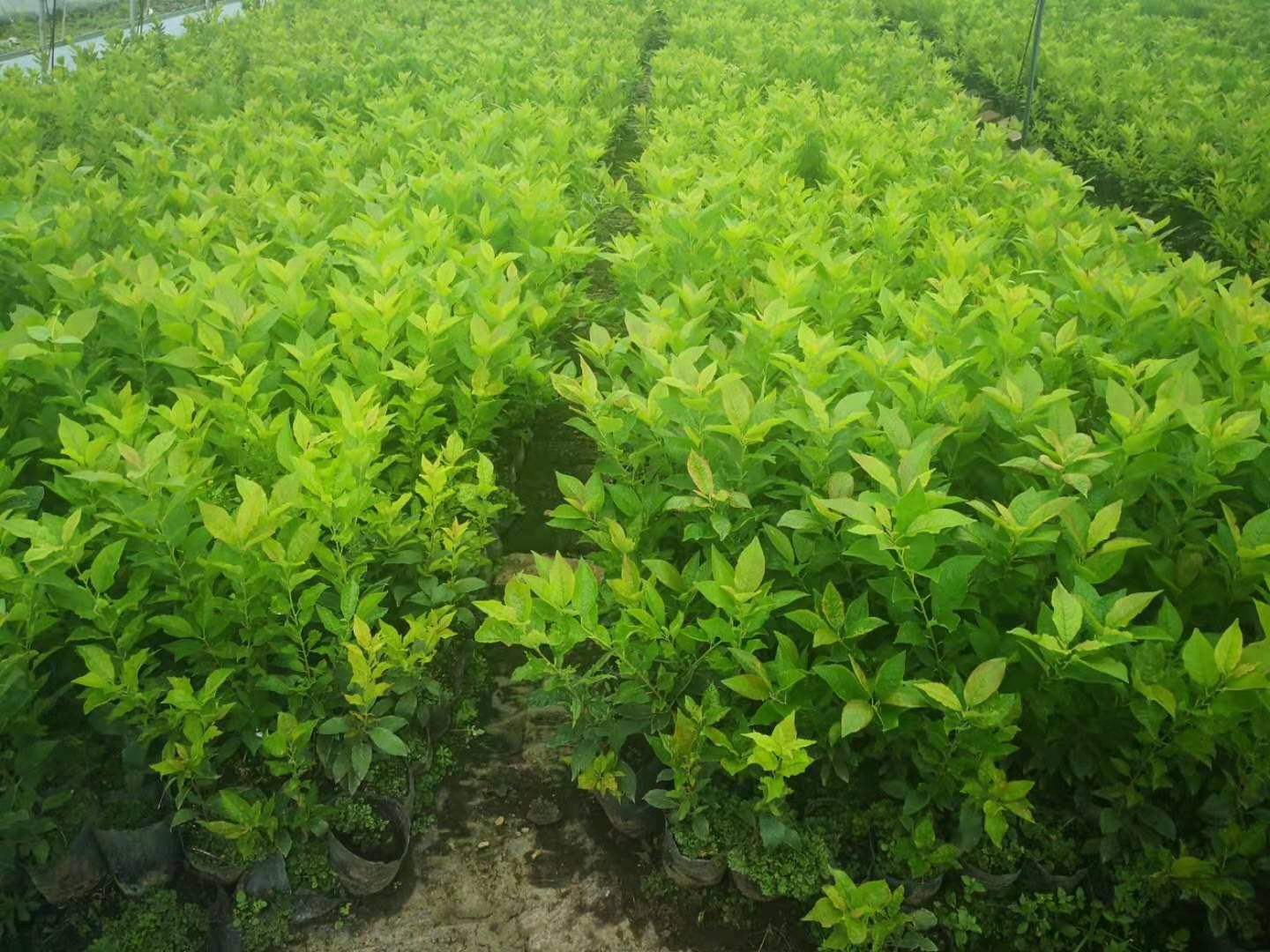  北美冬青 福来红 1-5年苗