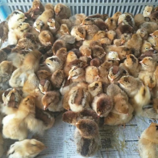 沭阳县 出售鸡苗（不零售）