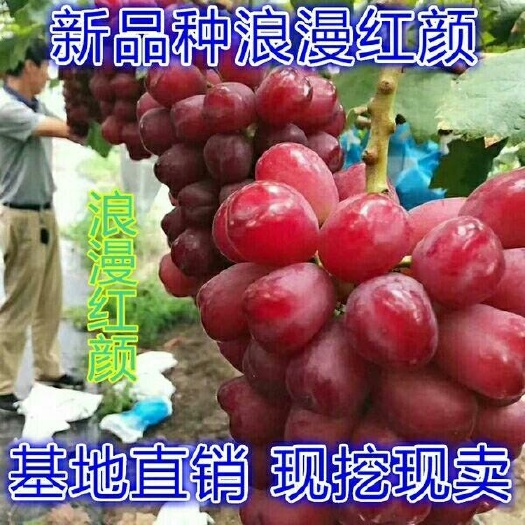 平邑县 浪漫红颜，葡萄苗。南北方都可种植。